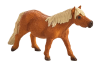 Shetland Pony