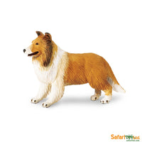 Collie