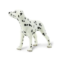 Dalmation