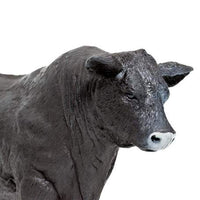 Angus Bull