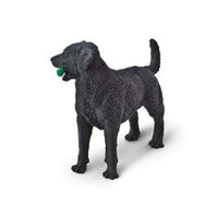Black Labrador