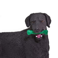 Black Labrador