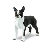 Boston Terrier