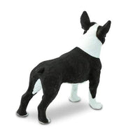 Boston Terrier