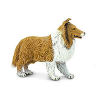 Collie