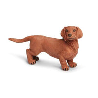 Dachshund