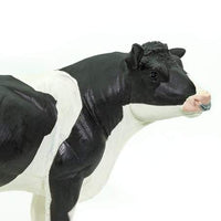 Holstein Bull