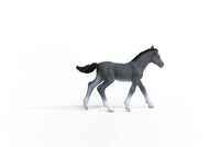 Trakehner Foal
