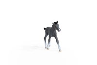 Trakehner Foal
