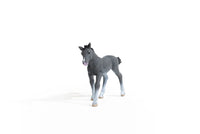 Trakehner Foal

