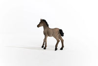 Criollo Definitivo Foal
