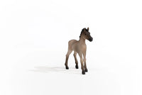 Criollo Definitivo Foal

