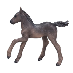 Arabian Foal Black