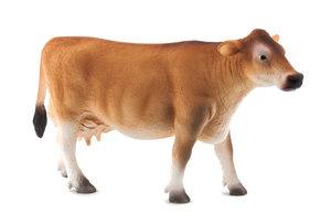 Jersey Cow