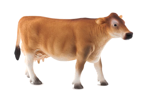 Jersey Cow
