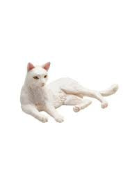 White Cat Laying Down