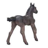 Arabian Foal Black
