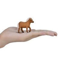 Shetland Pony
