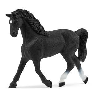 Holstein Mare