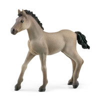 Criollo Definitivo Foal
