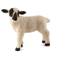 Black Faced Lamb Standing