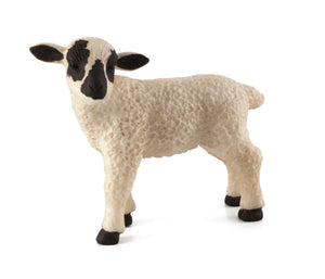 Black Faced Lamb Standing