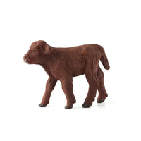 Highland Calf