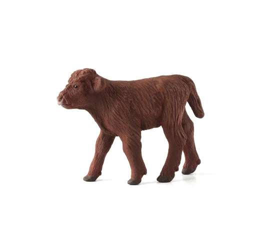 Highland Calf