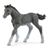 Trakehner Foal
