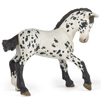 Black Appaloosa Foal