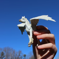 Pegasus Baby
