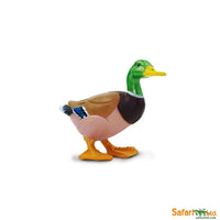 Duck

