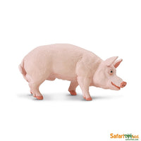 Boar
