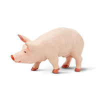 Boar
