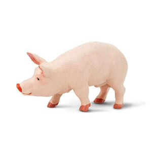 Boar