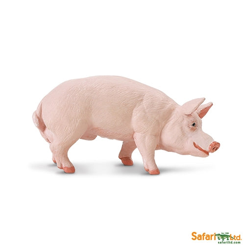 Boar
