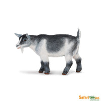 Pygmy Nanny Goat