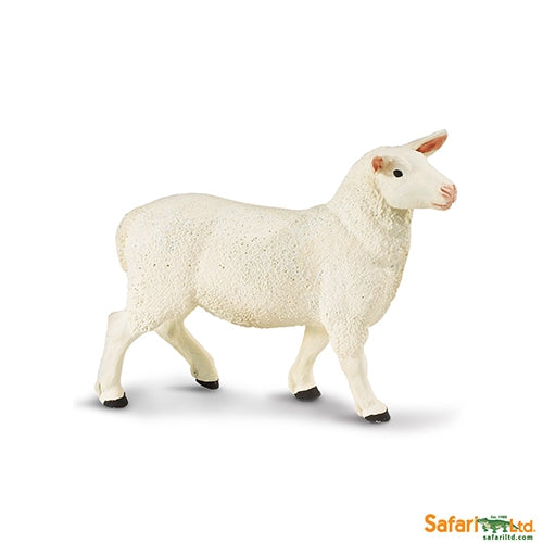 Ewe