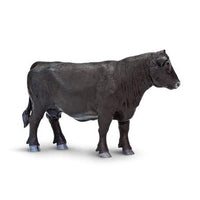 Angus Cow
