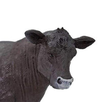 Angus Cow
