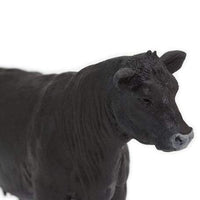 Angus Cow