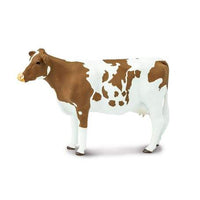 Ayrshire Cow
