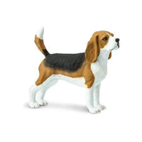 Beagle
