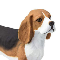 Beagle
