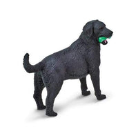 Black Labrador