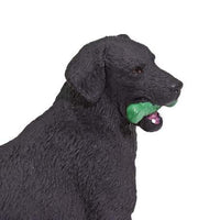 Black Labrador
