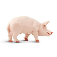 Boar
