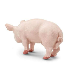 Boar