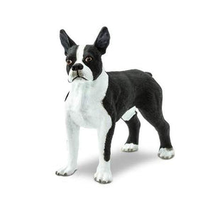 Boston Terrier