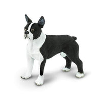 Boston Terrier
